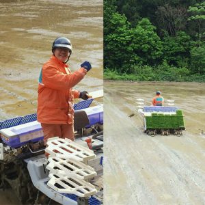 足立さん田植え作業