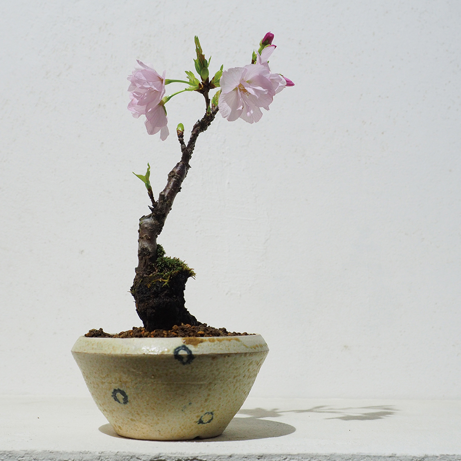 ぼんさい屋とき