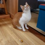 ネコオキとミミ