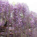 北方文化博物館 藤