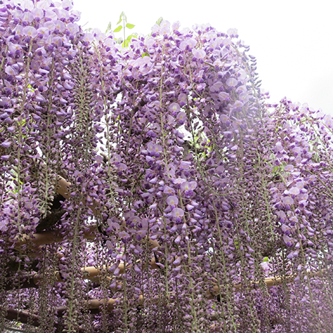 北方文化博物館 藤