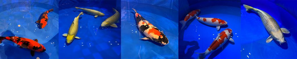 クールジャパンEXPO in NIIGATA